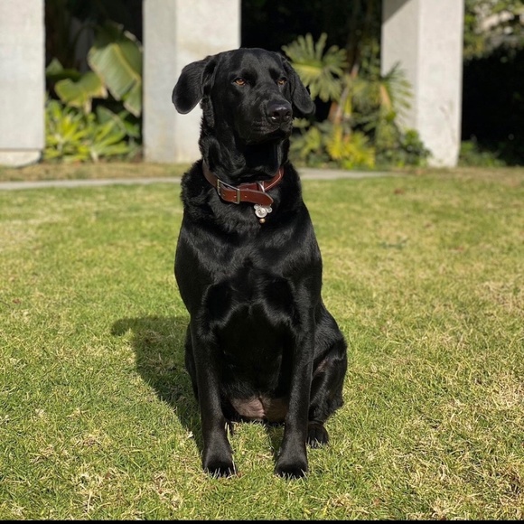 SophiasSpot - Picture 1 of 1